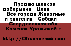 Продаю щенков добермана › Цена ­ 45 000 - Все города Животные и растения » Собаки   . Свердловская обл.,Каменск-Уральский г.